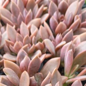 Graptoveria Julia