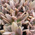 Graptoveria Juliana