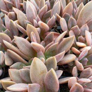 Graptoveria Juliana