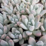 Graptoveria Opalina