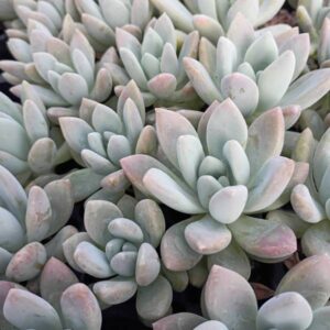 Graptoveria Opalina