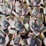 Graptoveria Sanyatwe Peach Delight