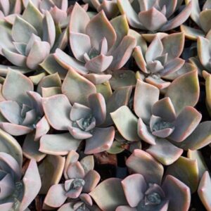 Graptoveria Sanyatwe Peach Delight