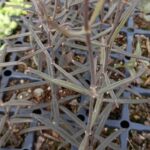 Kalanchoe Beaverdii