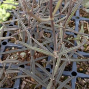 Kalanchoe Beaverdii