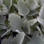 Kalanchoe Beharensis Silver Strand