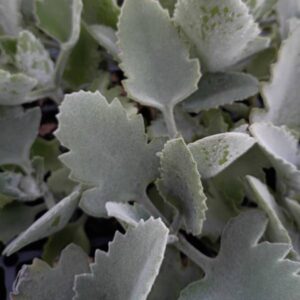Kalanchoe Beharensis Silver Strand