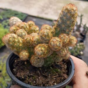 Mammilaria Elongata Alba