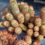 Mammilaris Copper King
