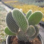 Opuntia Microdasys Alba