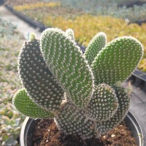 Opuntia Microdasys Alba