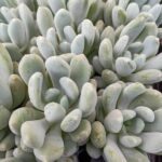 Pachyveria Bella Blue