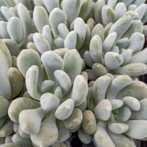 Pachyveria Bella Blue