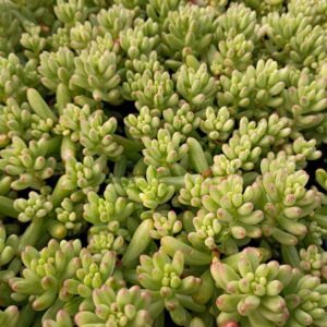 Sedum Rubit Aurora
