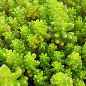 Sedum Rubit Mini Me