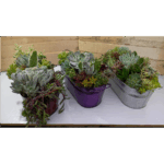 12x6 washtub assort colors