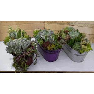 12x6 washtub assort colors