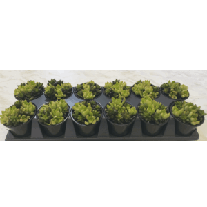 3 inch Sun Up Sun Down