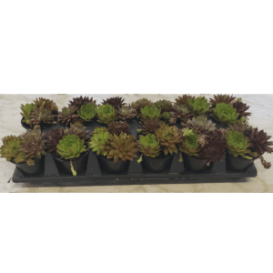 3 inch Free Frange Chick