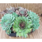 8 INCH JANE BOWL SEMPERVIVUM