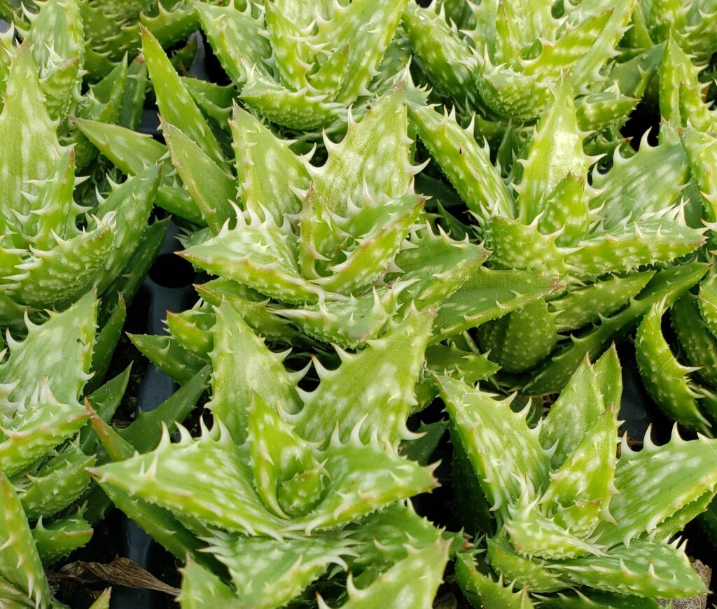 Harold Walters Succulent Nursery Aloe Zanzabaraca