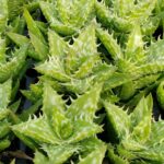 Harold Walters Succulent Nursery Aloe Zanzabaraca