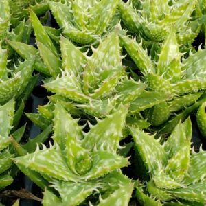 Harold Walters Succulent Nursery Aloe Zanzabaraca