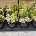 3.5" cactus jack