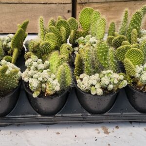 3.5" cactus jack