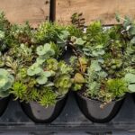 3.5" Sedum Sware