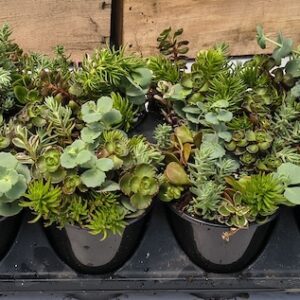 3.5" Sedum Sware