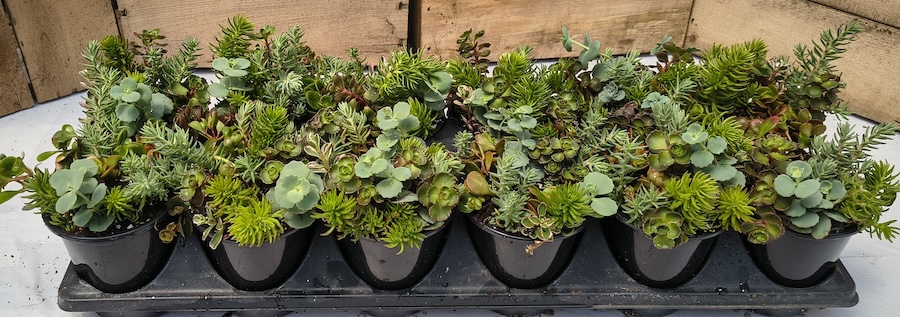 3.5" Sedum Sware