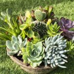 7" Mocha Succulent Mix
