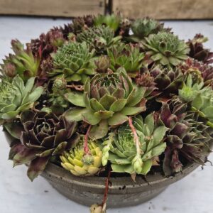 7" Mocha Sempervivum Mix