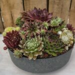 8" Capri Sempervivum Mix