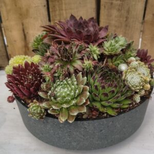 8" Capri Sempervivum Mix