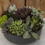8" Capri Succulent Mix