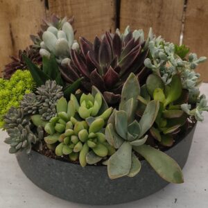 8" Capri Succulent Mix